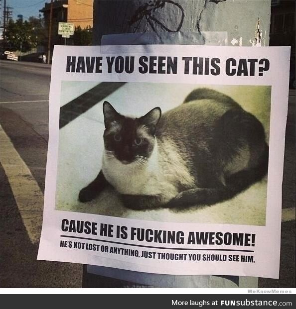 Have you seen this cat?