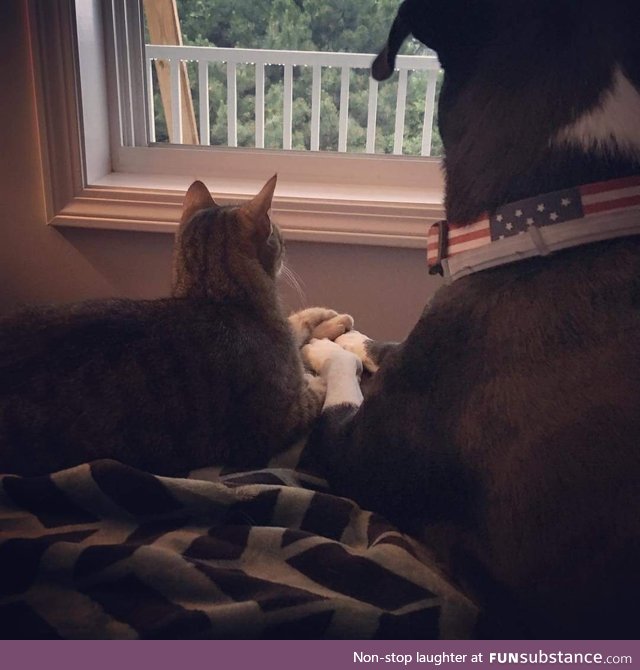 Dog and cat comforting each other during a thunderstorm