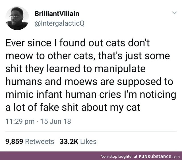 Cats are evil