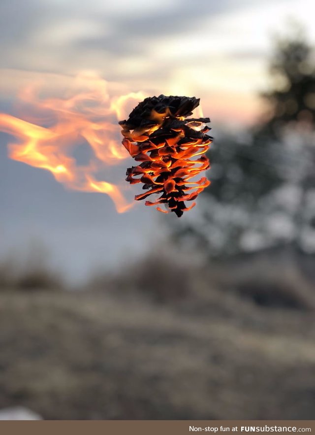 A pinecone on fire