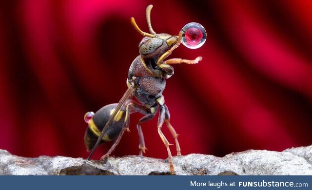 A wasp having a quick drink before stopping by your BBQ