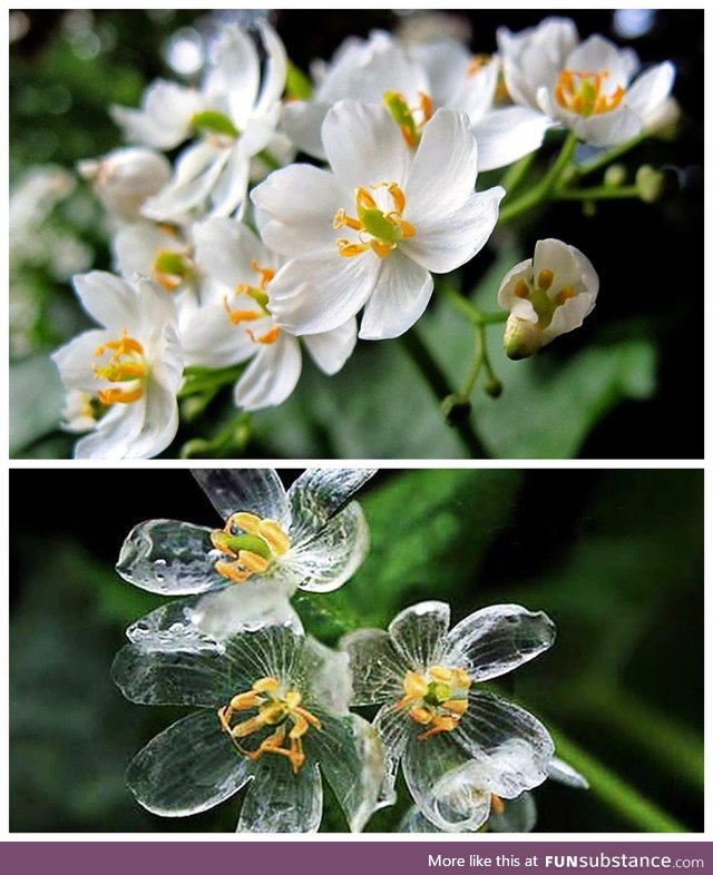 The Skeleton Flower’s petals become transparent when it rains