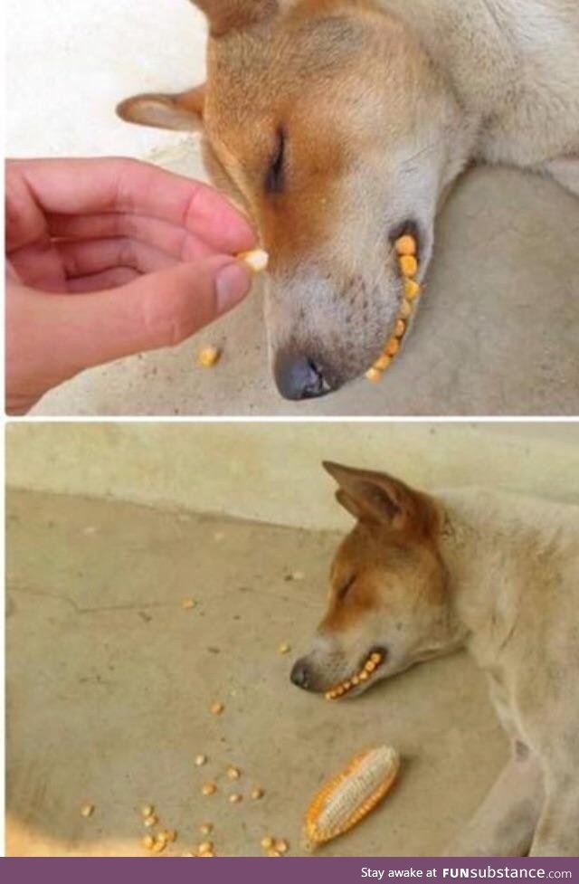 Dog loves corn