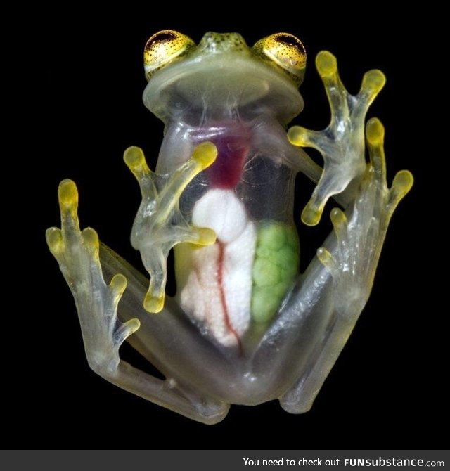 You can see every organ in the glass frog