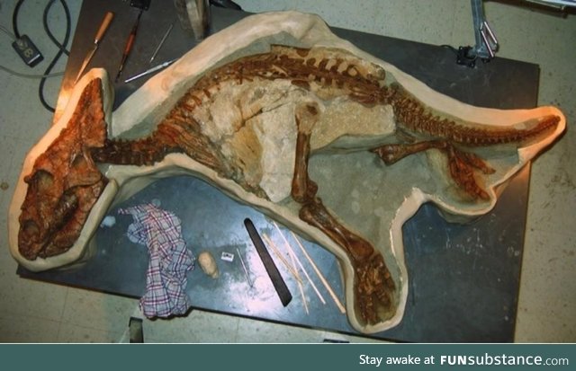 Skeleton of a toddler dinosaur recenty found in Alberta,Canada