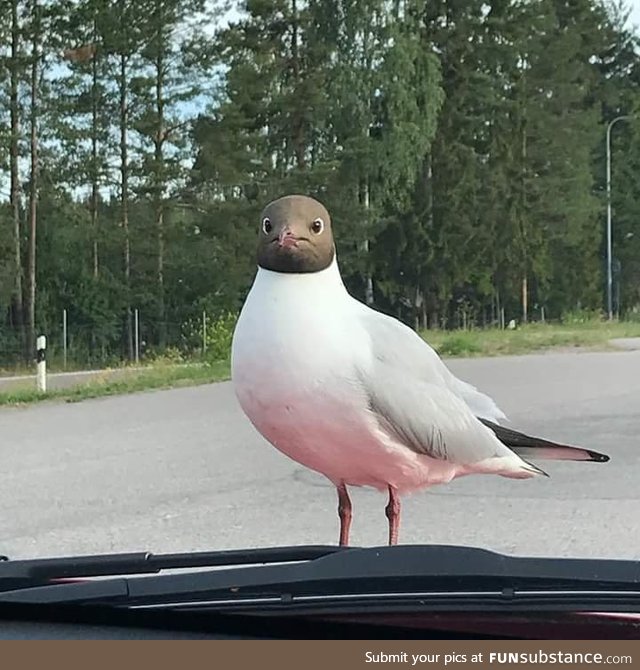 This bird's face though