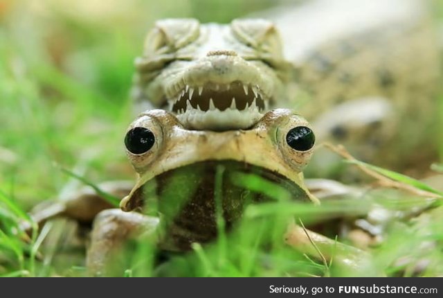 A baby croc resting on a frog's head