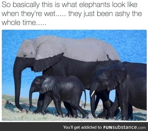 Elephants are dark