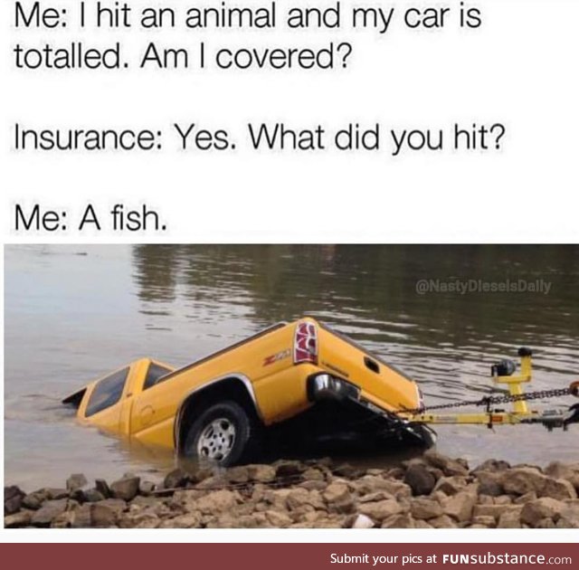 Hit an animal