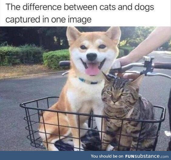 Cats vs dogs