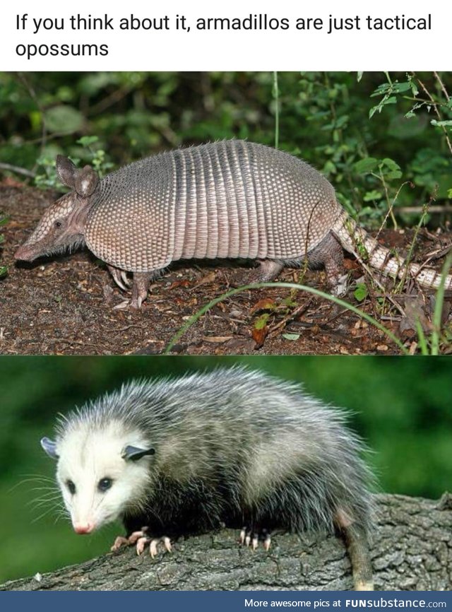 Tactical opossums