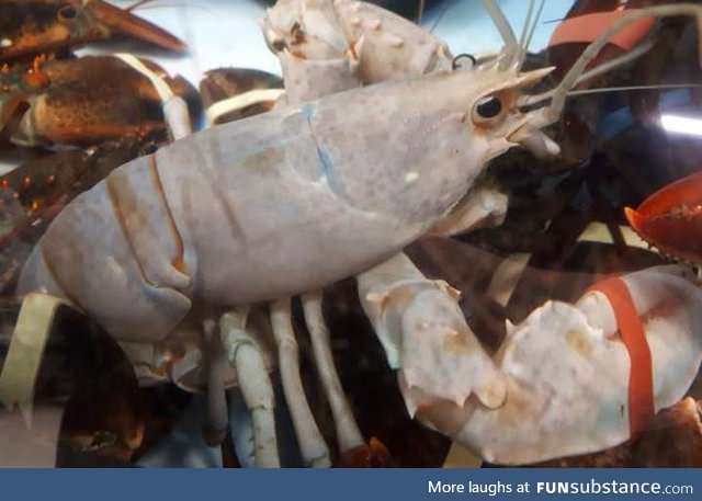 A rare "one I a million" albino lobster caught off the the coast of Nova Scotia