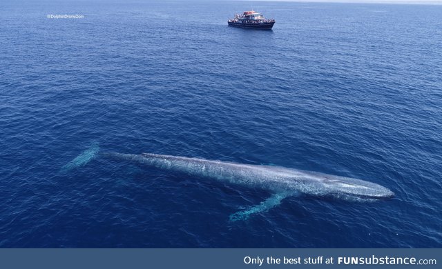 Massive Blue Whale Next to 87’ Boat!