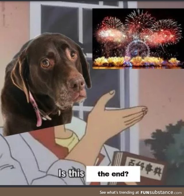 Poor doggos on the weeks of the 4th