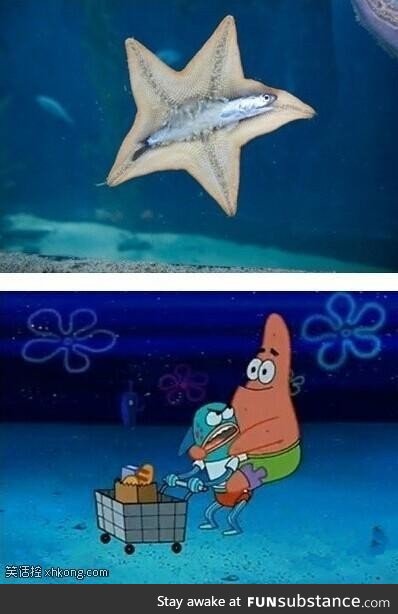 Starfish hugging another fish, accurate enough