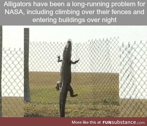 Alligator problem at NASA