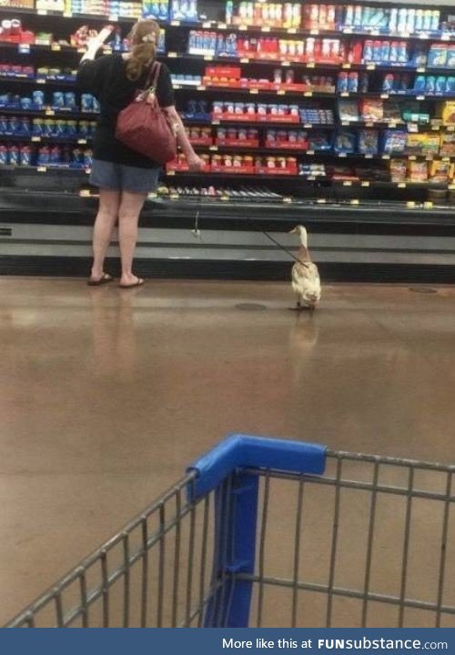 Pet duck