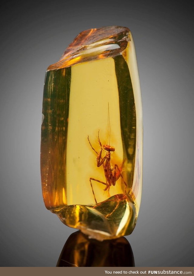 A praying mantis (hymenaea protera) trapped in amber. Approximately 12 million years old