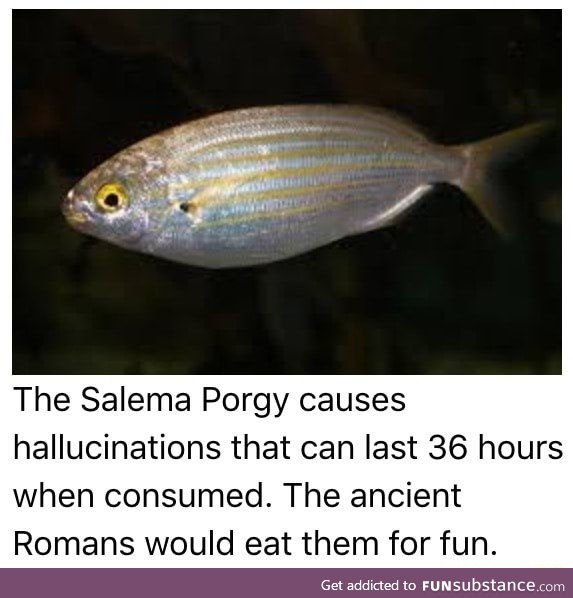 I wanna eat some porgy