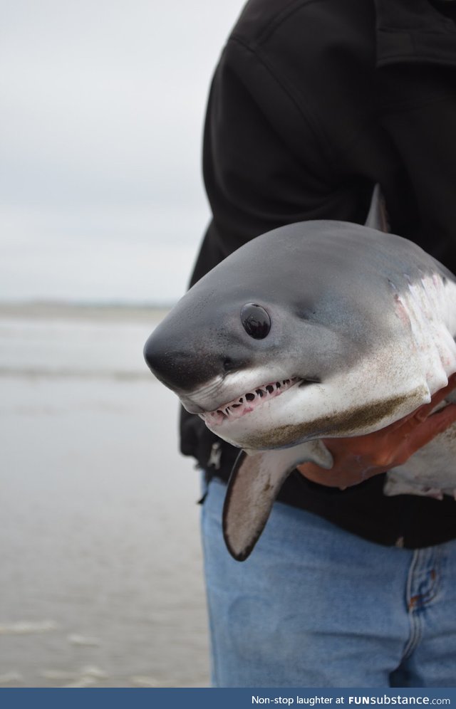 Baby shark!