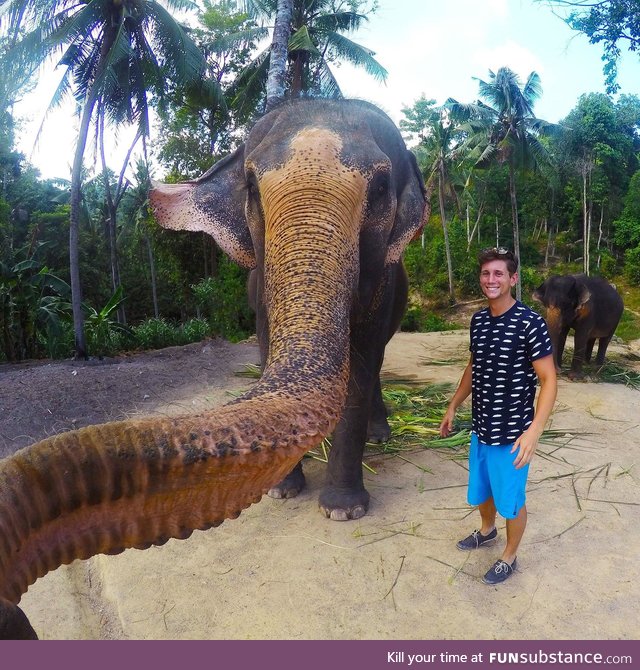 Elephant selfie