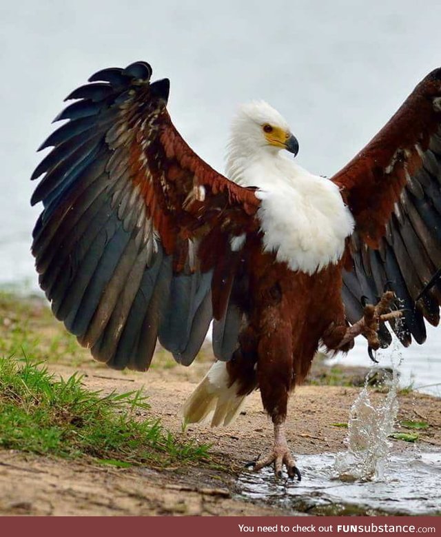 African fishing eagle