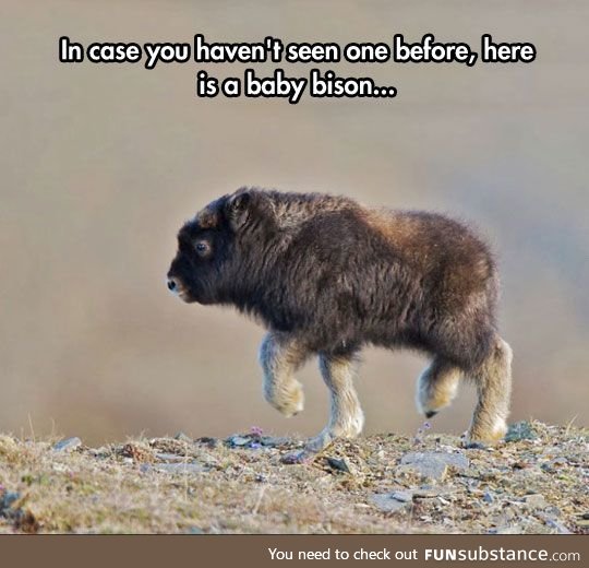 Baby bison