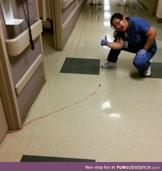 Escaped medical leech on hospital floor