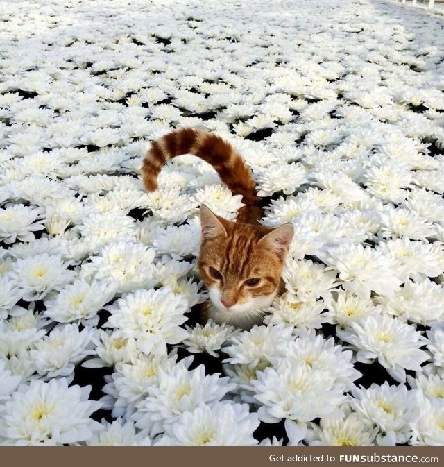 Flower cat