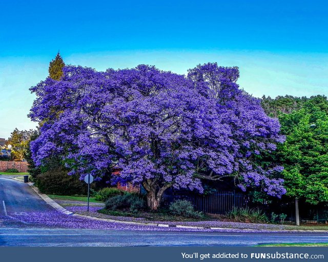 Jacaranda tree, johannesburg