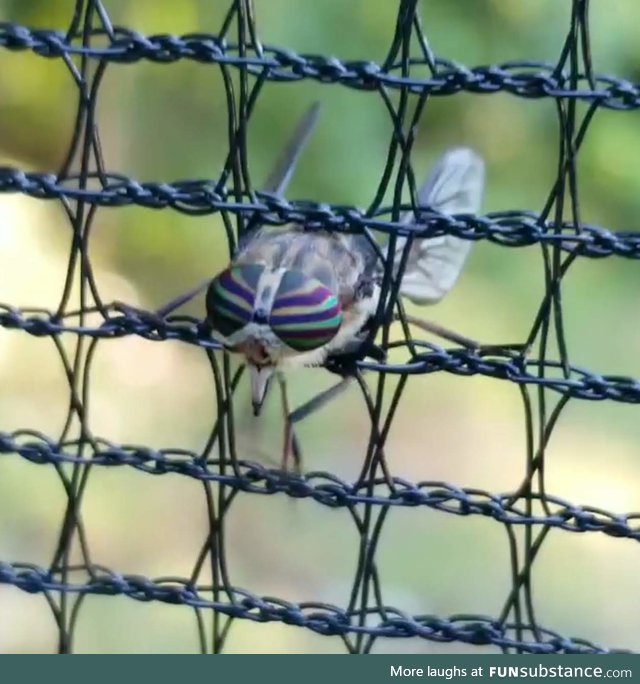 This fly stuck in trampoline netting