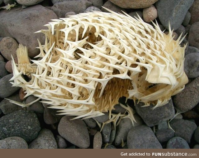 The Skeleton Of a Puffer Fish found on a pebble beach