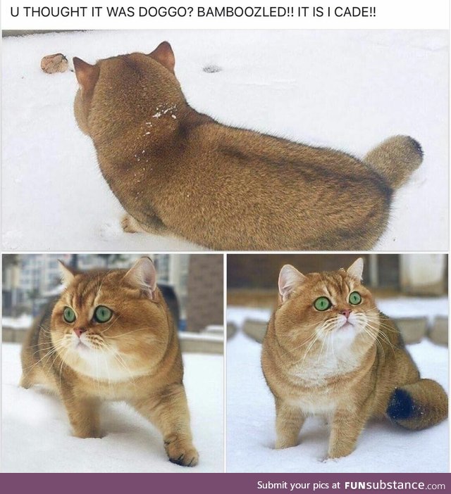 Absolute unit