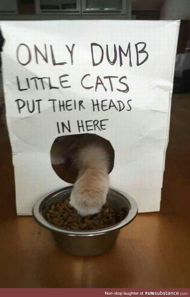 Smart cat