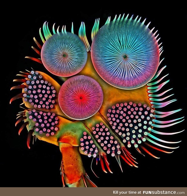 This is an electron microscope picture of the front foot of a great diving beetle!