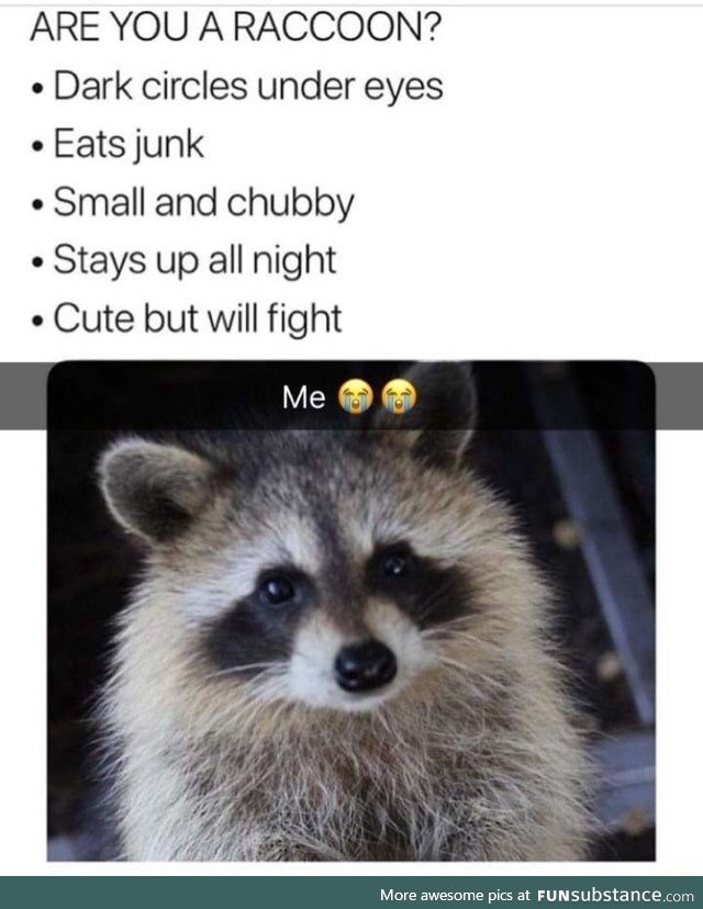 Are you a raccoon