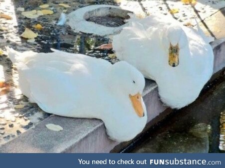 When it's hot enought.. Even ducks melt