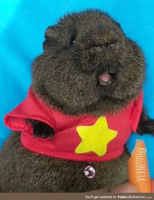 Adorable guinea pig with a monkey face on it's nose