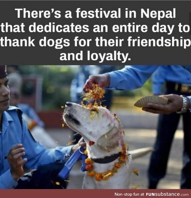 There's another dog festival in China