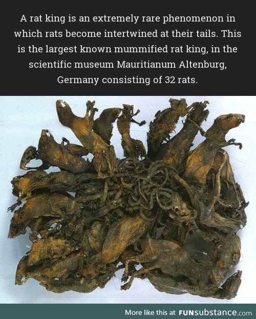 This is a rat king