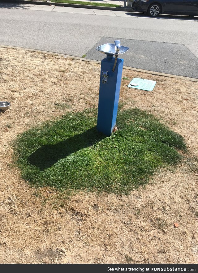 Grass growing around a water fountain