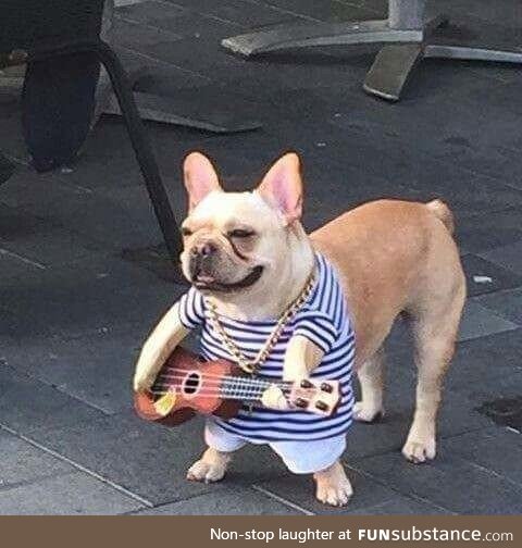 This ukelele playing dog