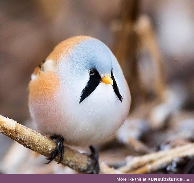 I present to you, the Bearded Tit