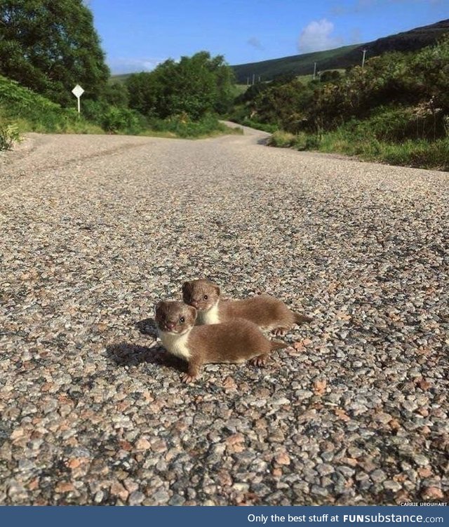 Two baby weasels pose for a photograph