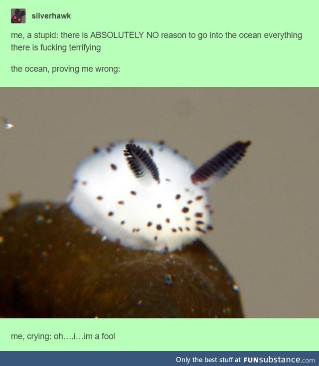 sea bunny