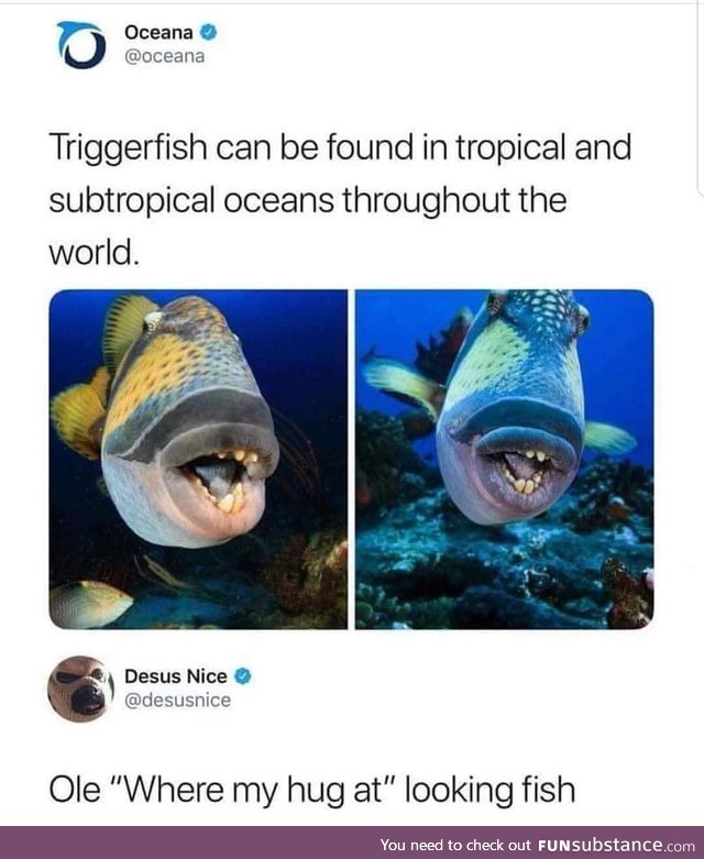 Triggerfish