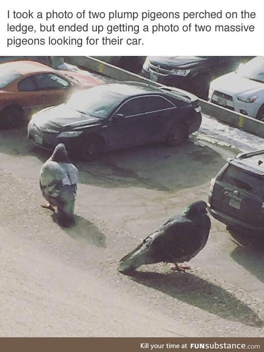 Two Plump Pigeons Looking For Their Car