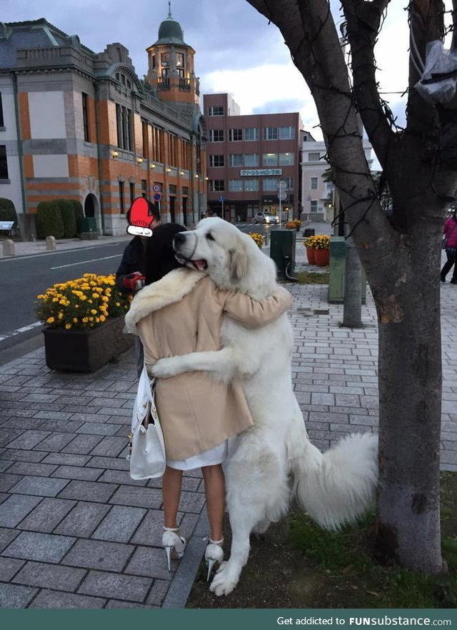 This dog hugged everyone who walked by outside in Japan