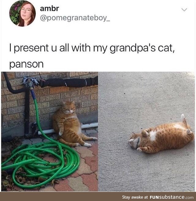 Obese cat