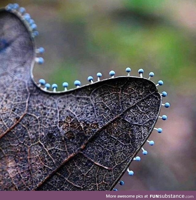 Slime mold on the edge of a leaf